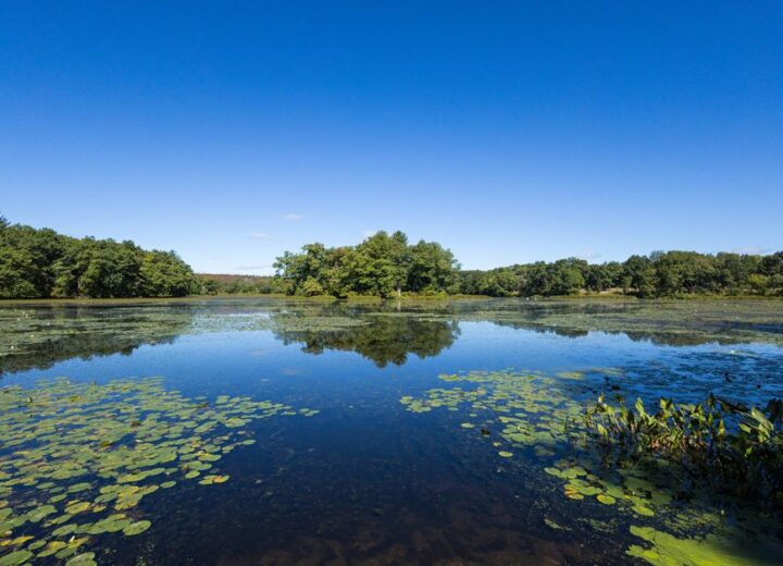 Peaceful lake scene in Concord, MA with clear reflections and lush greenery.